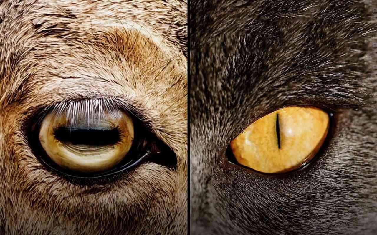 The prey has a horizontal shape of the pupil to better scan the horizon. The predator is vertical to better focus on prey. | MirrorLog